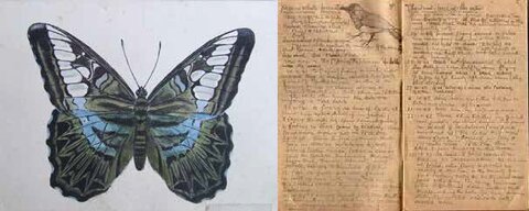 Ronald John “Jack” Spittle drawing of a butterfly 